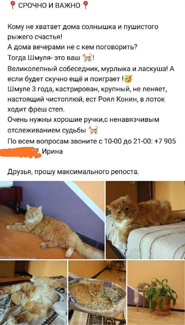 The cat is in good hands. Moscow and MO - cat, Catomafia, In good hands, No rating, Moscow, Moscow region, Looking for a master