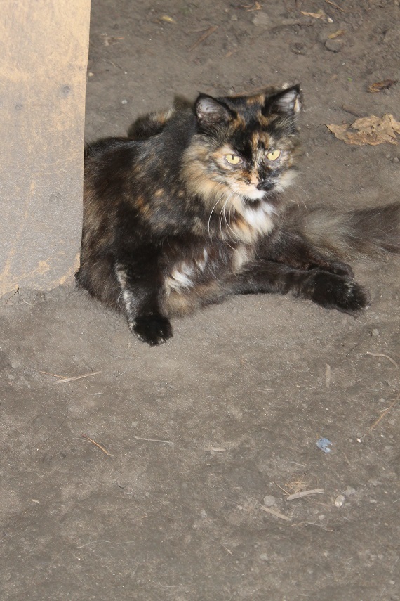 My personal Cotoland 194 - My, cat, Shelter, Lipetsk, Help, Good, Cotoland, Longpost, Kindness, Shelter Cotoland