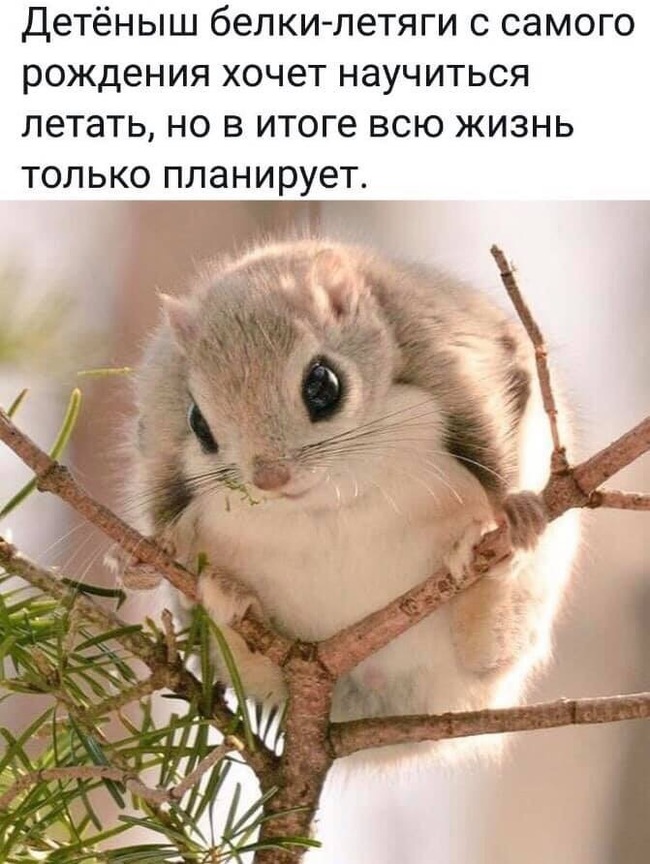 Flying squirrel... - Flying squirrel, Picture with text, Wordplay