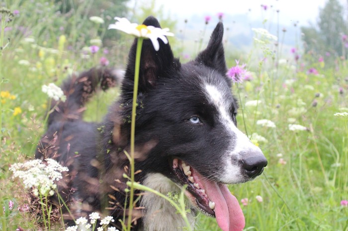 Байки собаковладельца. Коровы.
