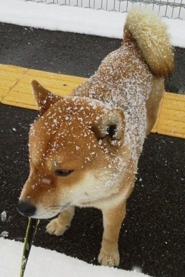 Comparison that deserves attention) - Dog, Longpost, Buns, Sugar, Comparison