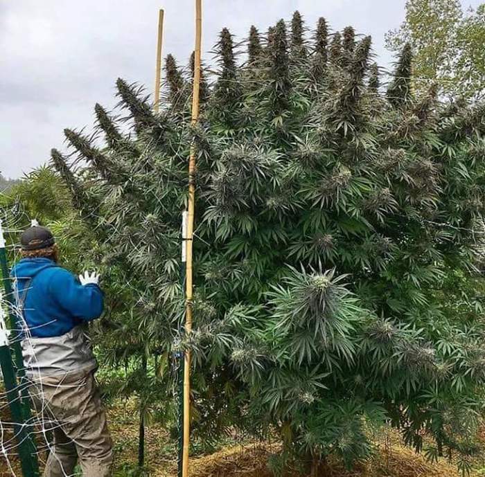 Just one bush! - Marijuana, Plants, The photo