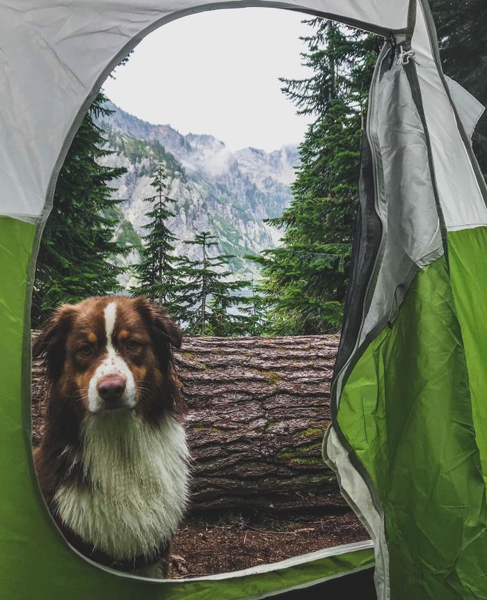 Hiking with a friend - The photo, Dog, Tent, Hike