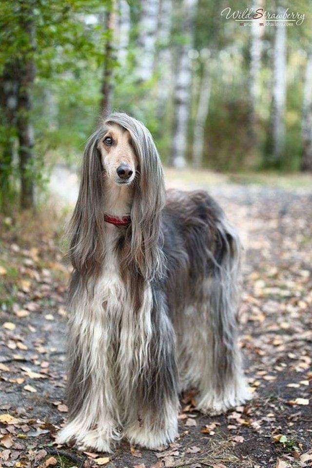 I'm ready to fight a dozen cats for your eyes - Dog, Afghan hound, Gorgeous