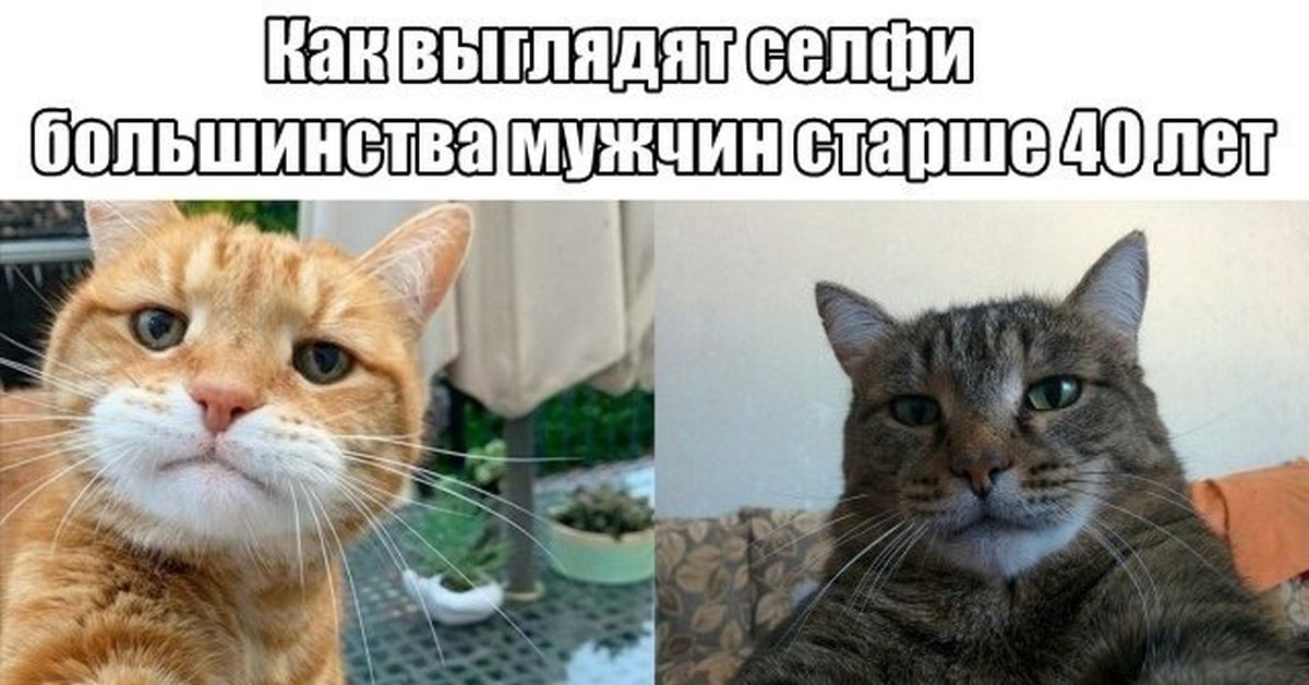 Потом фотки покажешь. Селфи мужиков за 40 коты. Селфи мужчин старше 40 коты. Селфи мужчины 40 лет коты. Кот селфи всех мужчин после 40.