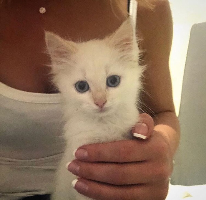 у меня есть кошка соня. Смотреть фото у меня есть кошка соня. Смотреть картинку у меня есть кошка соня. Картинка про у меня есть кошка соня. Фото у меня есть кошка соня
