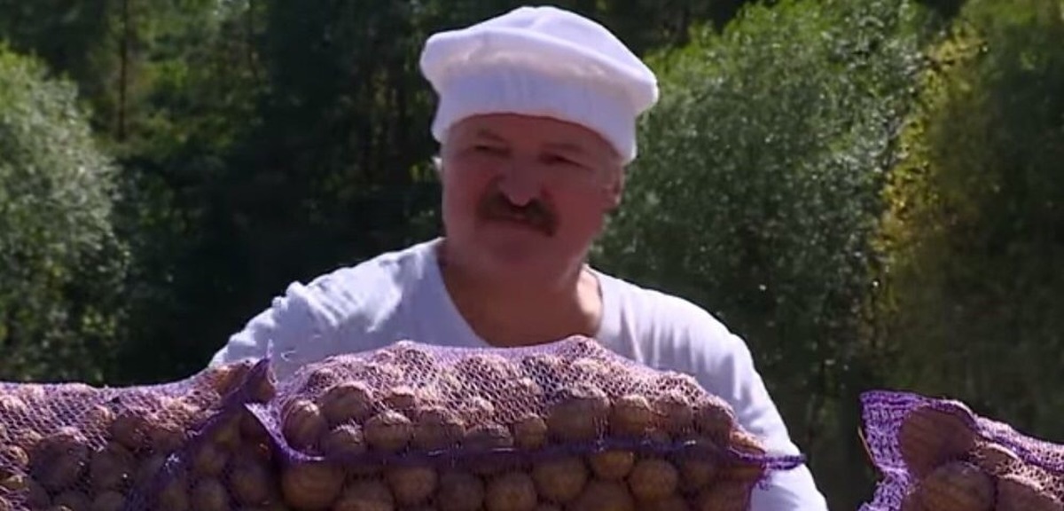 Батька у нас крутой слушать. Батька Лукашенко картошка. Лукашенко Бульба. Картофельный Барон Лукашенко.