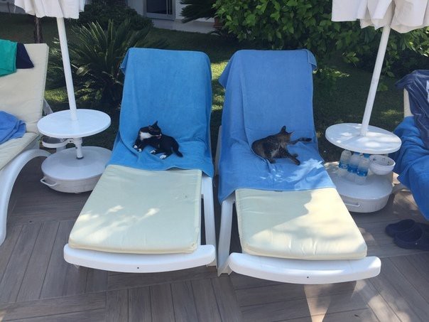 You can't forbid living beautifully! - cat, Relaxation, Milota, Deck chair