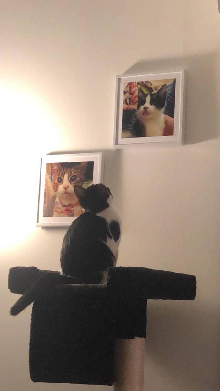 Narcissism - cat, The photo, admiring