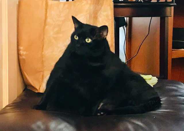 This is Layla - cat, Obesity, Slimming, Black cat, Video, Longpost, Fat cats