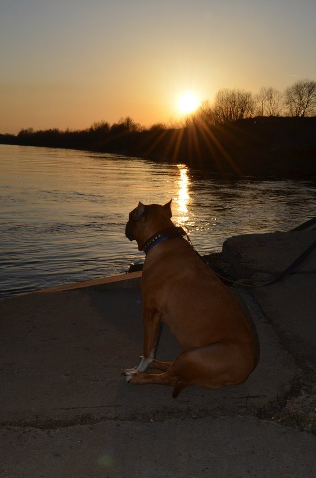 This is a fighting dog, he will eat you at night! - My, Amstaff, Dog, Pets, Animals, Longpost