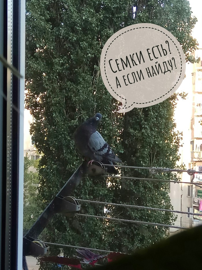 Kurly? - My, Pigeon, View from the window, Good morning, Kurlyk