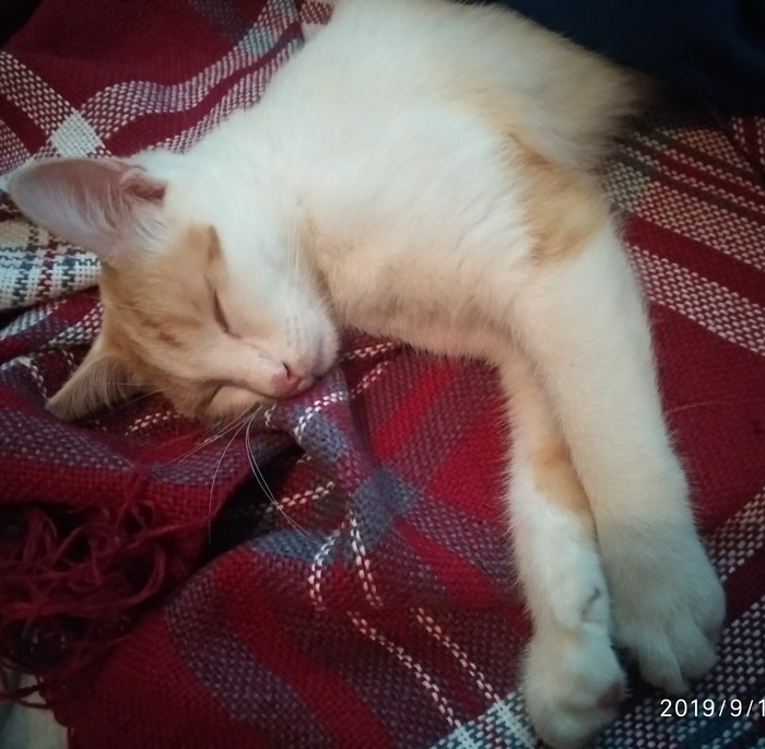 Спят усталые игрушки