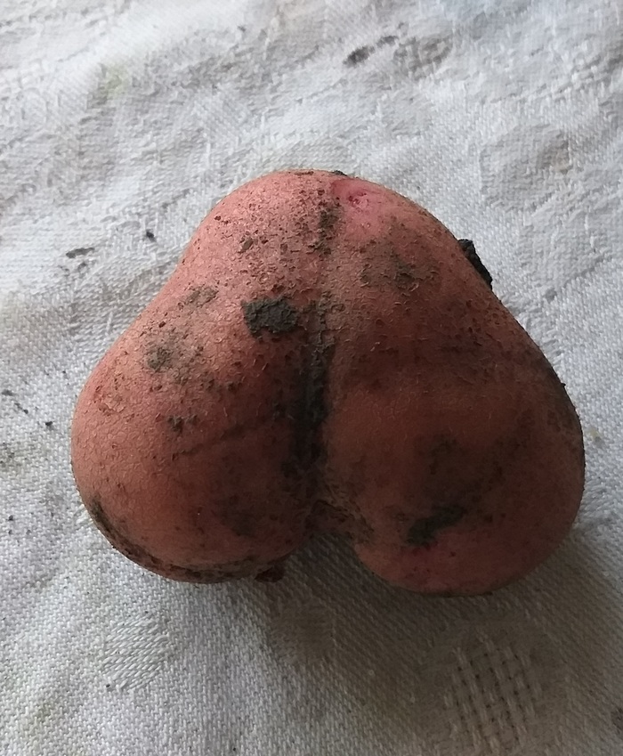 Potato 18+ - My, Potatoes of Love, Garden
