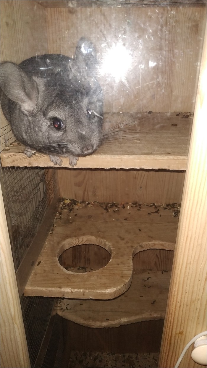 Chinchillas - My, Animals, Chinchilla, Longpost