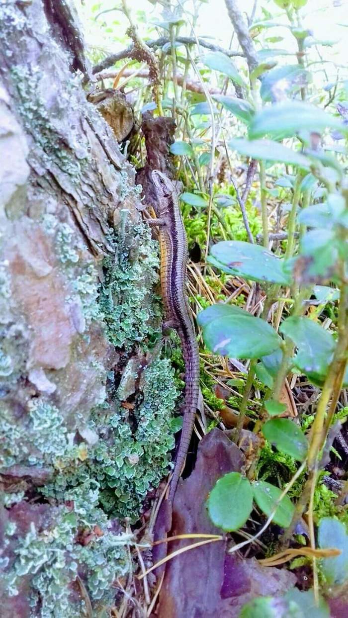 ������� ������ ����