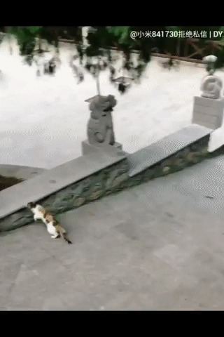 Догонялки