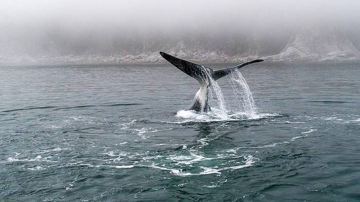 Far Eastern whale fish. Incredible shots of bowhead whales and killer whales in Wrangel Bay - My, Дальний Восток, Sea of ??Okhotsk, Longpost, Killer whale