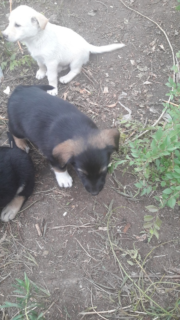 .Magnitogorsk, Puppies need a family. - My, Puppies, In good hands, Magnitogorsk, Help, Overexposure, Pets, Dog, Longpost, No rating