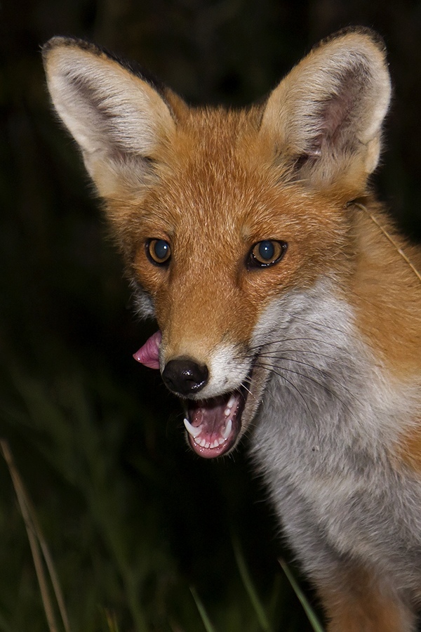 Foxes of Moscow - Fox, The photo, Moscow, Longpost