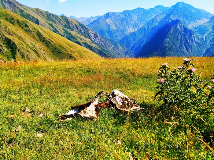 Dagestan - My, Dagestan, Nature, The mountains, Walk