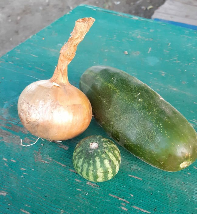 Onion, cucumber and delicious, ripe... - My, Watermelon, Merry harvest, Garden