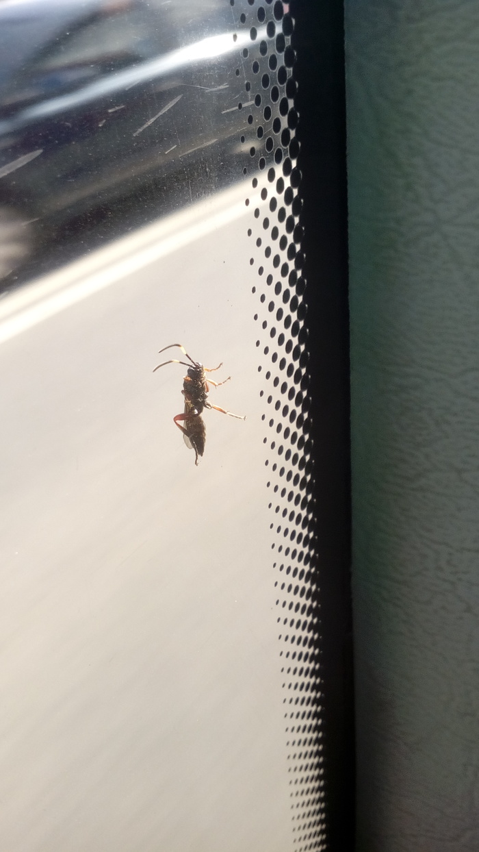 По ту сторону автобуса.