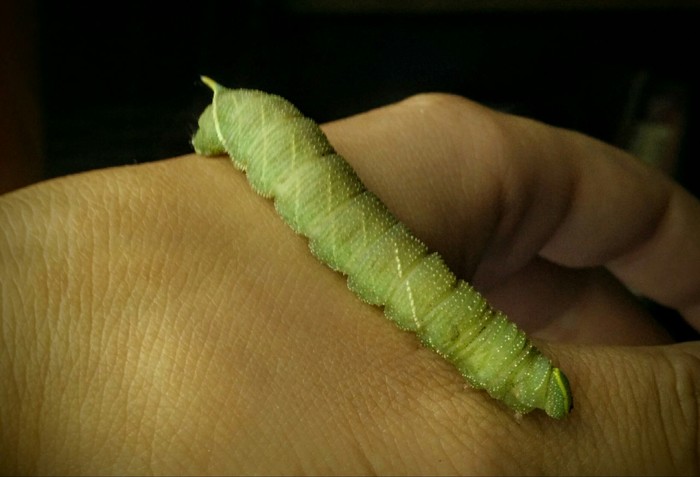 Poplar hawk. - My, Hawk, Butterfly, Caterpillar, Chrysalis, Poplar brazhnik, Growing, Entomology, Insects, Longpost