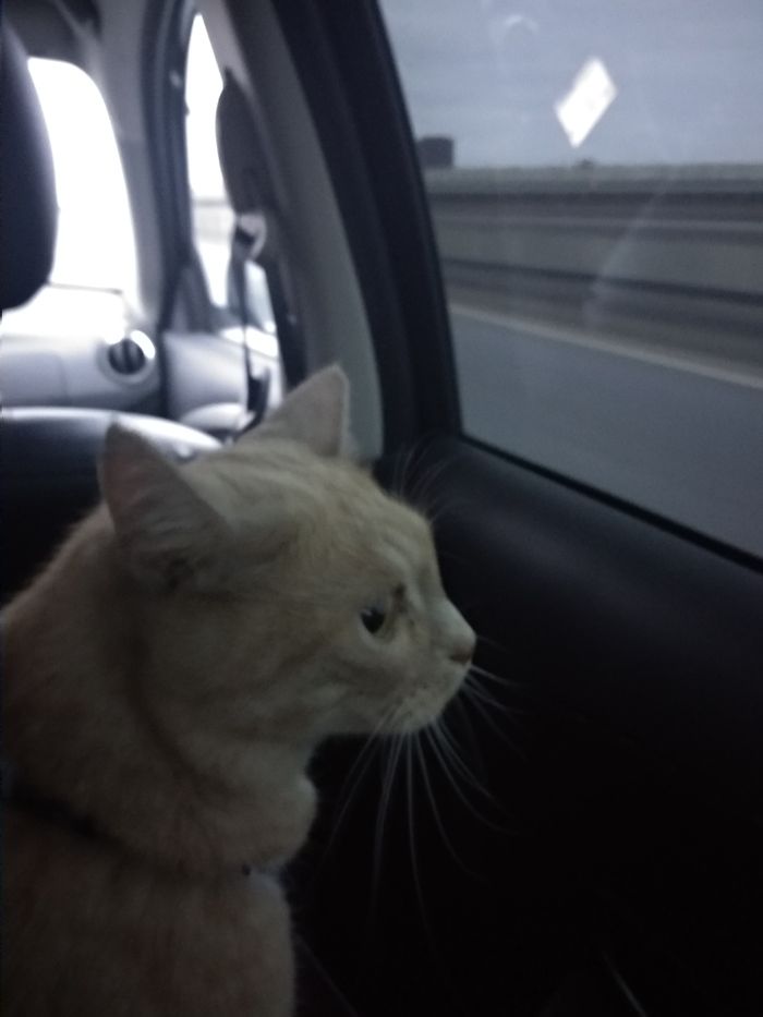 On vacation by car with a cat. - My, cat, Travelling with animals, Vacation, Longpost, Travels