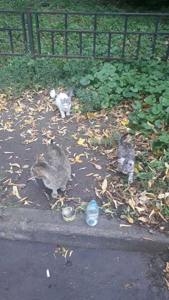 Зачем на самом деле замуровывают подвальные продухи. - Моё, Кот, Кошкин дом, Бродячие собаки, Собаки против кошек, Проблема бродячих собак, Длиннопост