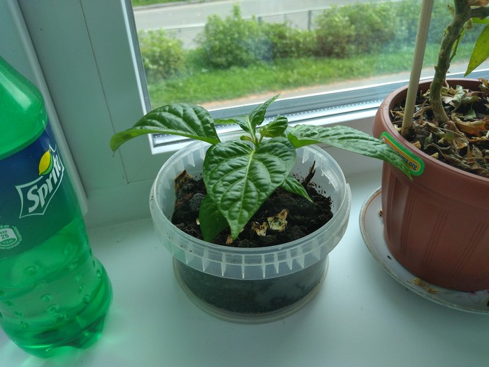 Habanero Pepper - Habanero, Pepper, Chilli, Plants, Vegetable garden on the windowsill, Longpost