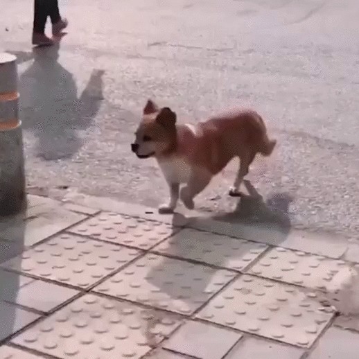 Гарцующий собакен Собака, Животные, Походка, Позитив, Гифка, Гарцевание