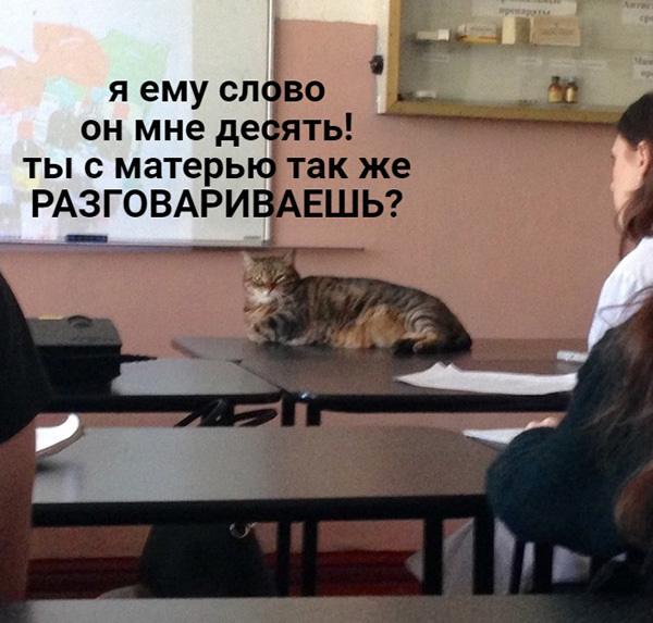 And teachers somewhere are specially trained to say these phrases at school, right? - cat, Teacher, School, Picture with text, Longpost
