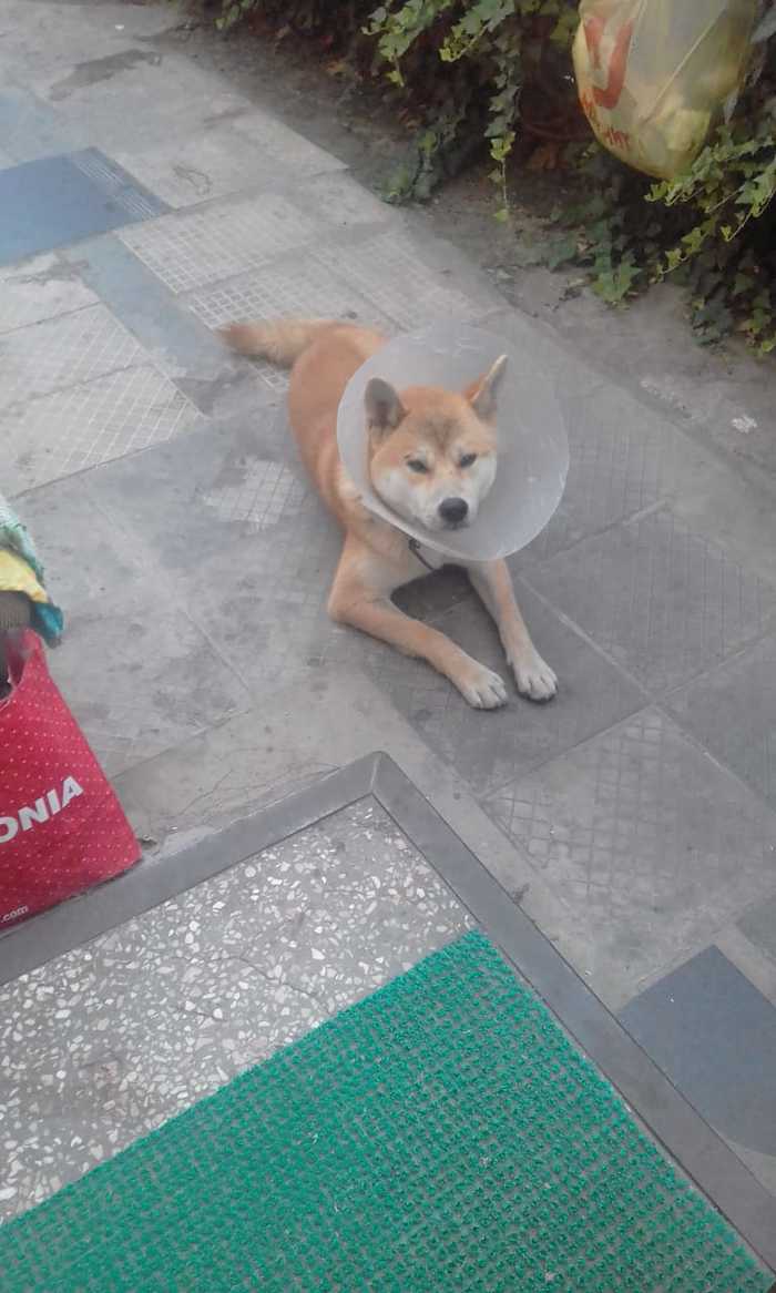 ATTENTION KRASNODAR!!! Found a dog! - Dog, Lost, No rating, Krasnodar, Found a dog