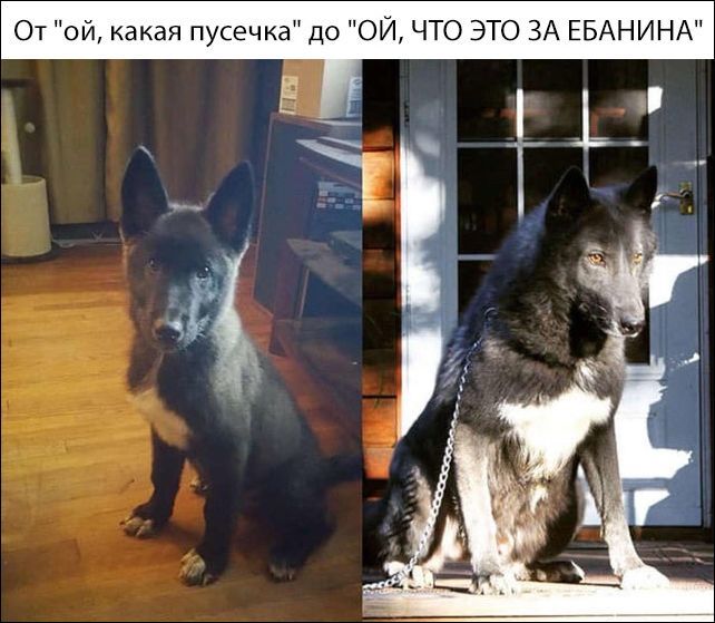 Increased) - Dog, Before and after, Humor, Mat, From the network, It Was-It Was