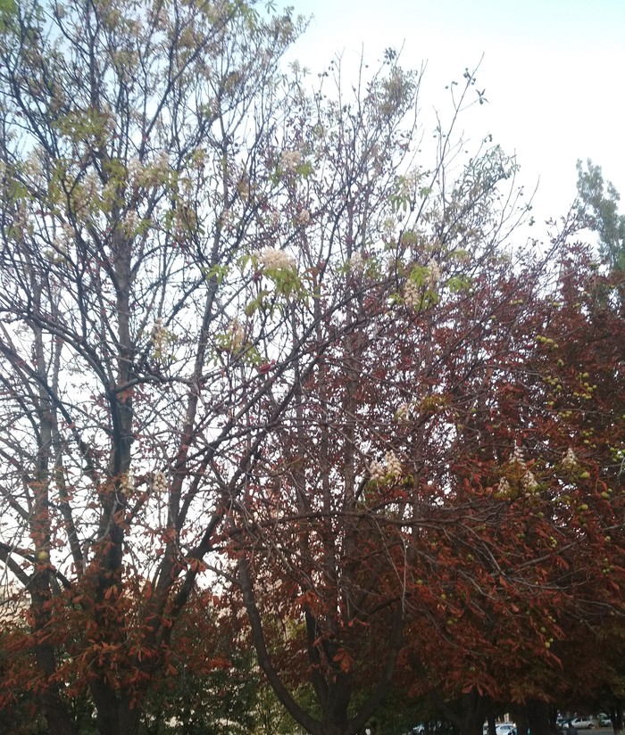 The chestnut blossomed 09/06/2019 - My, Как так?, Belgorod, How?