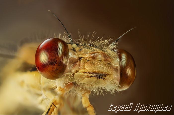 Dragonfly - My, Dragonfly, Macro, Macro photography