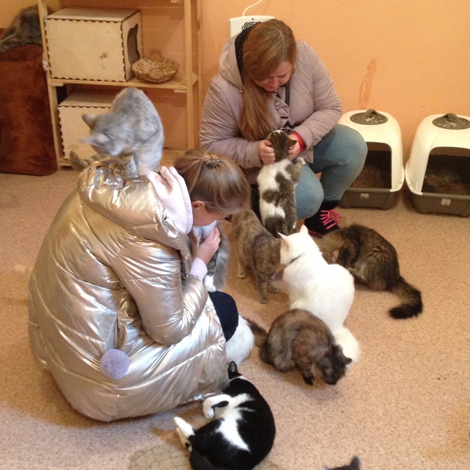 Приют кошек помочь. Приют для кошек. Приют для животных кошки. Волонтёры в приюте для кошек. Волонтеры в кошачьих приютах.