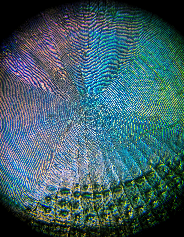 Fish scales under the microscope - My, Microfilming, Microscope, Polarization, A fish, Scales