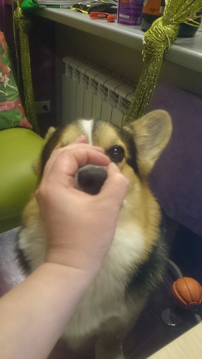 Boo-o-o-o-o! - Corgi, Suddenly, Dog, Nose