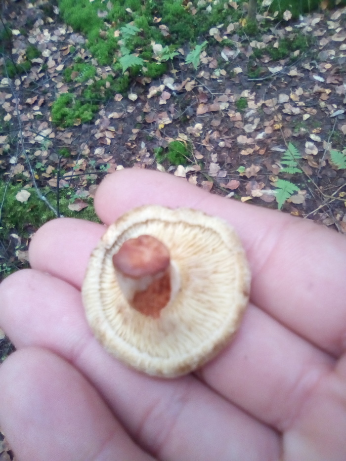 Help identifying a mushroom - No rating, Silent hunt, Mushrooms, Longpost, 