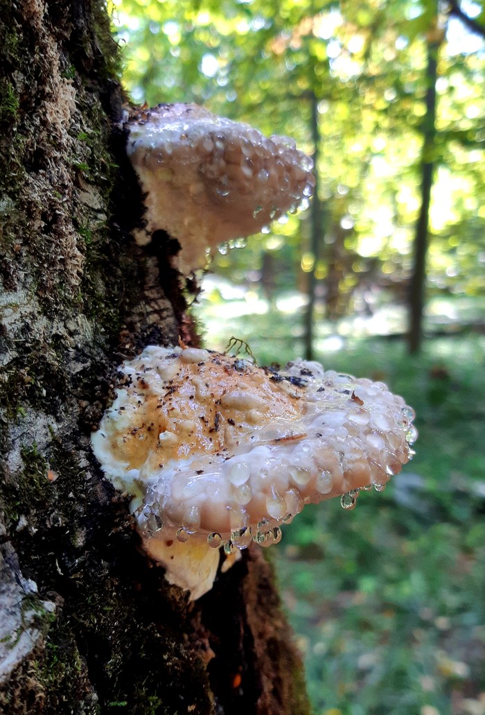 Morning mushroom wash - My, Forest, Mushrooms