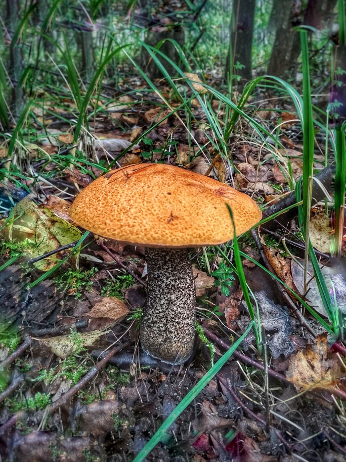 Already the sky was breathing in autumn ... - My, Autumn, Mushrooms, Longpost, Silent hunt