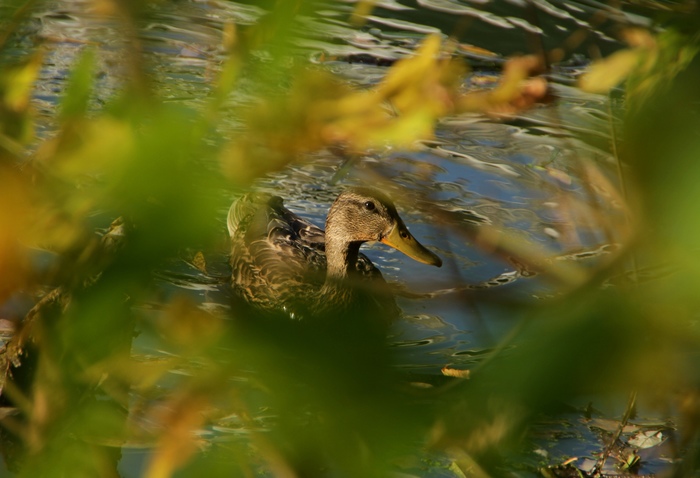 You got noticed - My, Duck, Canon, Nature, Birds, Tatarstan