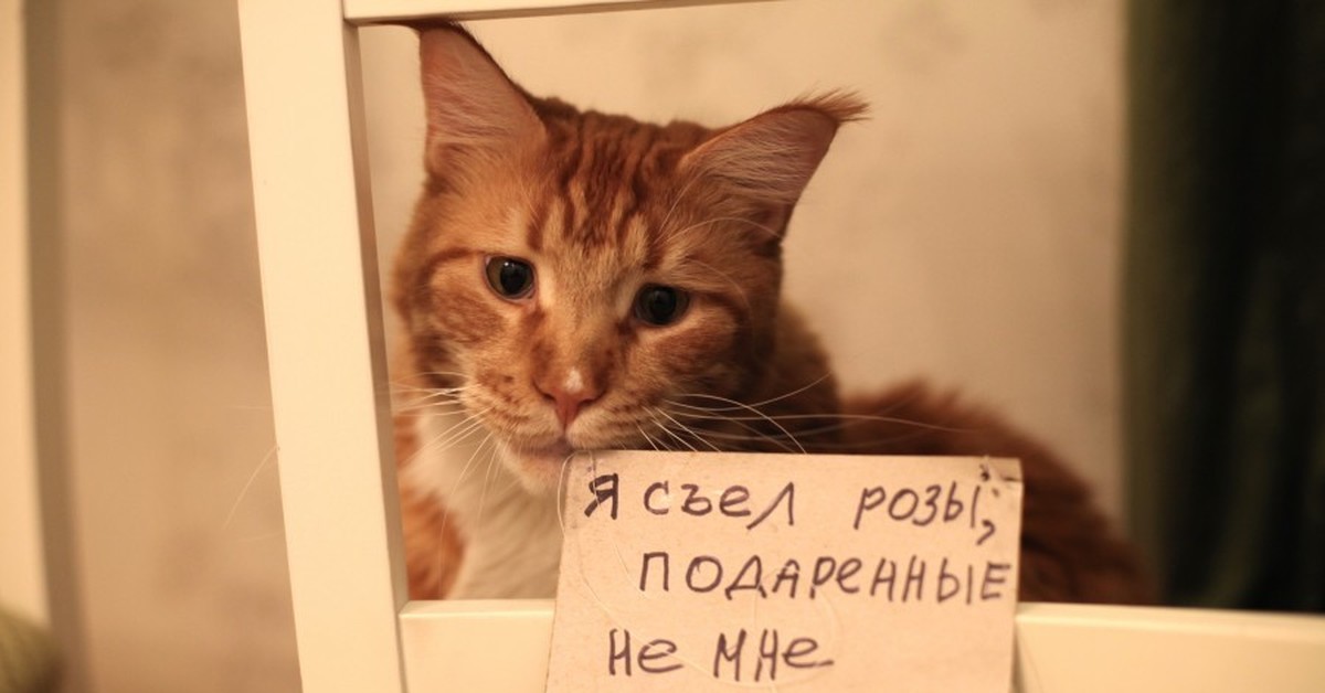 Кот преступник с табличкой