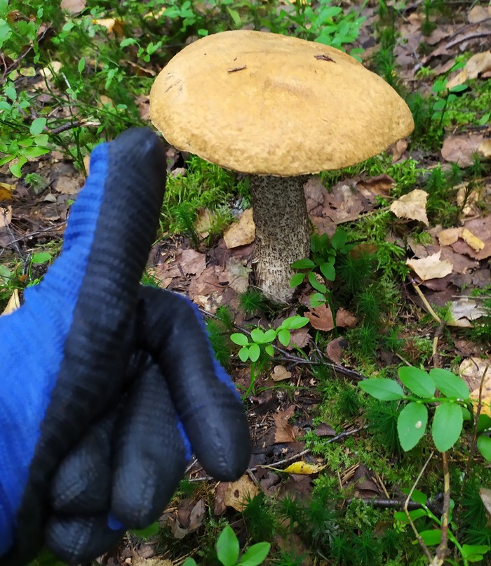 1567951757161331746 iccug что это значит