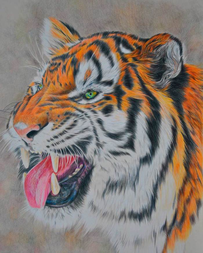 Watch out for the tiger! - My, Tiger, Drawing, Pencil drawing, Wild animals, Big cats, Graphics