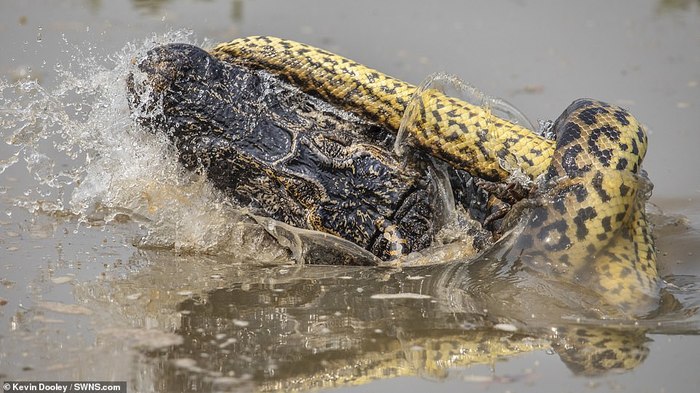 anaconda and crocodile fight - In the animal world, Battle, Anaconda, Crocodile, Longpost, Crocodiles