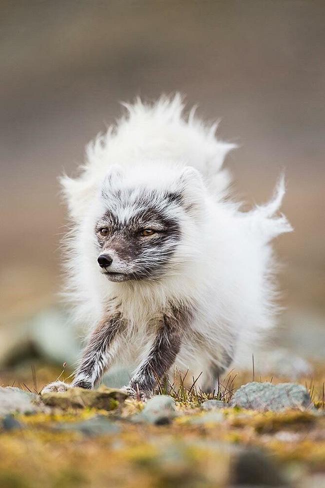 Arctic fox during the change of coat from summer to winter - Arctic fox, Wool, Molting, The photo, Animals