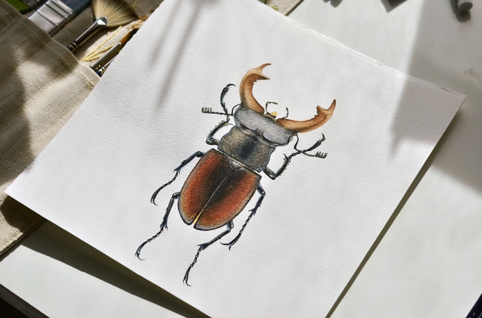 Stag beetle, watercolor - My, Watercolor, Art, Drawing, Жуки, Longpost, Deer Beetle, Insects, Animalistics